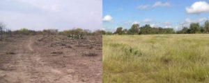 wildlife-management-
