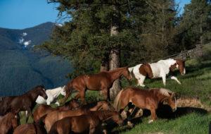 British Columbia Ranch