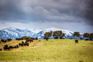 Idaho