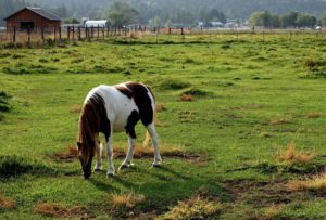 Oregon Ranch
