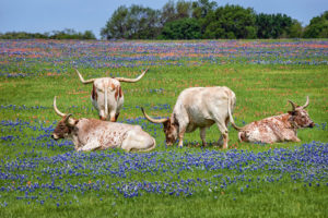 Texas Ranch