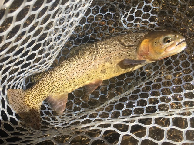 Wilder on the Taylor – Crested Butte, Colorado
