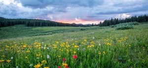 Dana Correia Meadow