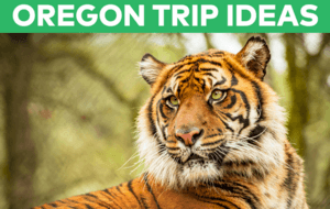 Oregon Road Trip Ideas