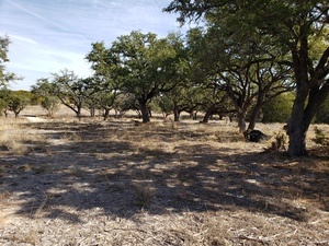 land