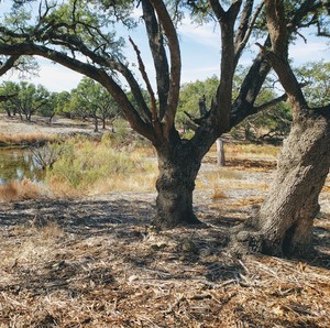 land