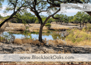 Blackjack Oaks ad