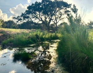 land