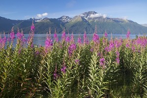 Alaska
