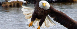 Oregon Eagle