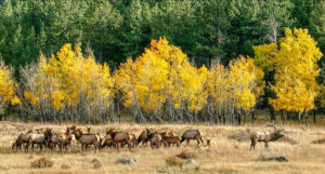 Buckhorn Estates Montrose Colorado