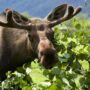 A Complete Alaska Visit, All Anchorage