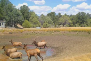 Elk Rut is in full swing!