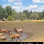 Elk Rut is in full swing!