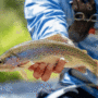 3 NEW Listings & SOLD Montana Listings