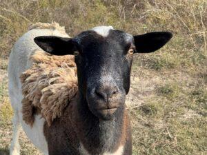 Close-up of a black-faced sheep with a white body in a dry, brushy field.